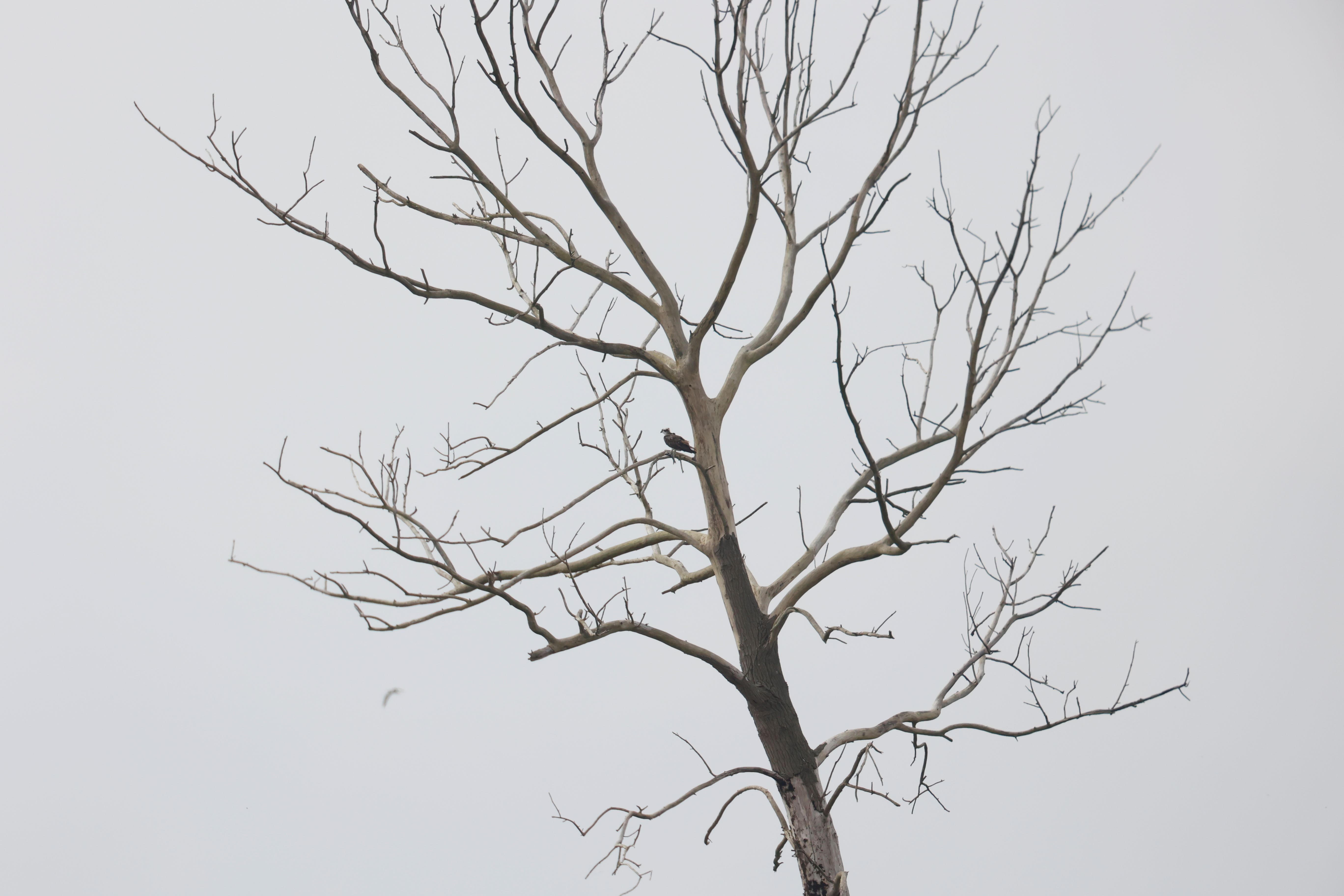 Visarend (Tiengemeten). Foto van Gerda van der Meer.